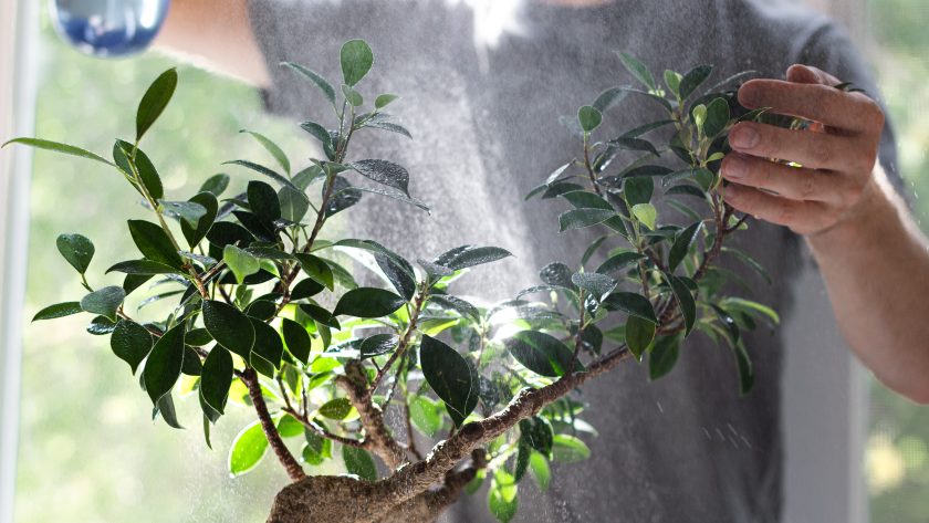 Jardinage japonais bonsaï